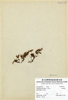 藏品(熱帶瓶蕨)的圖片